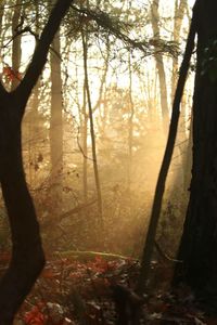 Trees in forest during sunset