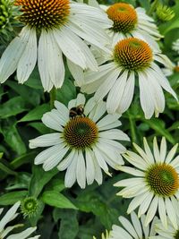 Close-up of bee pollinating on flower