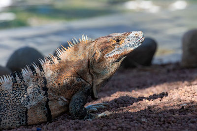 Close-up of iguana