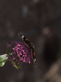 Close-up of butterfly on flower