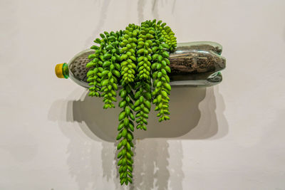 High angle view of vegetables on table against white background