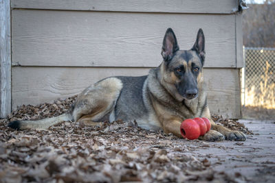 Portrait of a dog resting