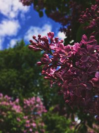 Low angle view of pink flowers blooming on tree