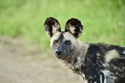 animal themes