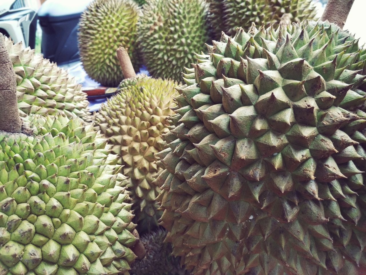 green color, growth, cactus, food and drink, plant, food, freshness, healthy eating, leaf, fruit, abundance, close-up, agriculture, large group of objects, basket, spiked, stack, succulent plant, potted plant, nature