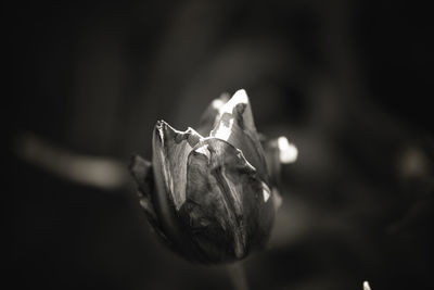 Close-up of flower against blurred background