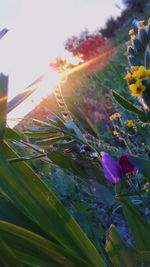 Close-up of flower against sky