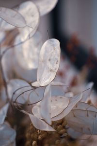 Close-up of white flowering plant