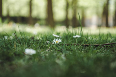 Close-up of flowering plants on field