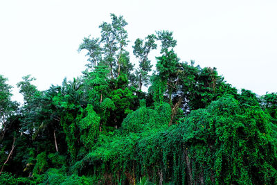 Low angle view of trees against sky