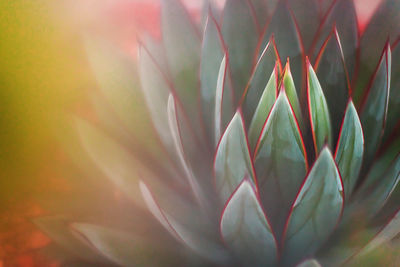 Full frame shot of flowering plant