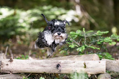 Jumping dog