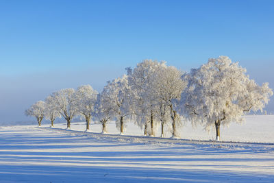 Trees on snow covered field against clear blue sky