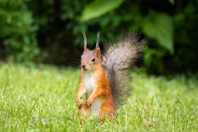 Close-up of squirrel on field