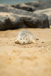 Sea lion on sand at beach