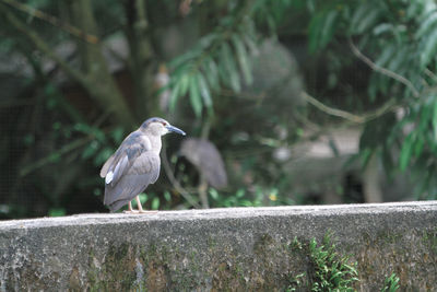 Close-up of bird perching on retaining wall