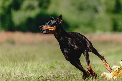 Dobermann dog running fast and chasing lure across green field at dog racing competion