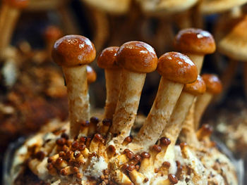 Close-up of mushrooms