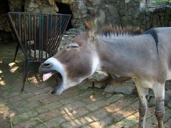 Horse in zoo