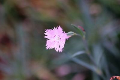 Close-up of purple flowering plant