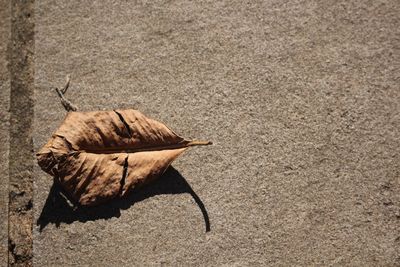 High angle view of dry leaf on the ground 