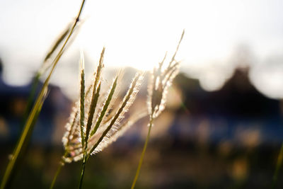 Close-up of frozen plant in field