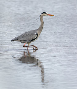 High angle view of gray heron on lake