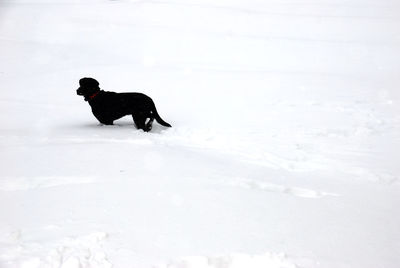 Black dog in snow