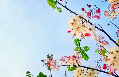 Low angle view of cherry blossoms against sky