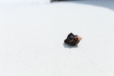 Close-up of a shell on the beach