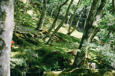 Trees in forest