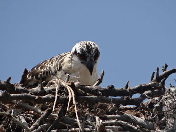 Low angle view of eagle perching on branch against sky