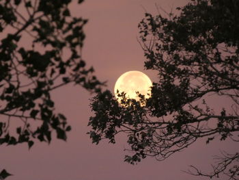 Low angle view of silhouette tree against sky at night