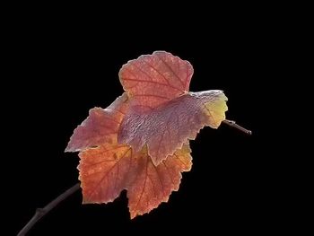 Close-up of autumn leaf against black background