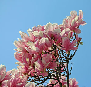 Low angle view of pink flowers blooming against sky