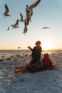 Seagulls flying over father and daughter at siesta key beach during sunset