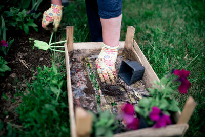 Gardener plants colorful herbs in garden soil. old wooden basket.