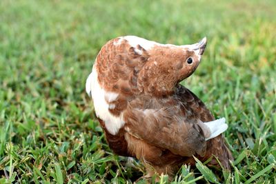 Close-up of a bird on field