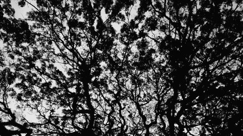 Low angle view of tree against sky