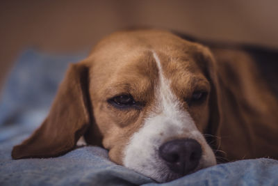 Close-up portrait of dog relaxing