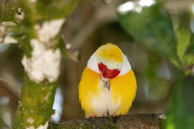 Close-up of bird perching on branch