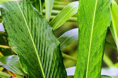 Close-up of fresh green leaf on plant