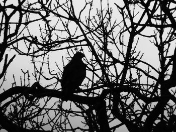 Low angle view of bird perching on tree against sky