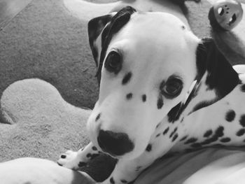 Close-up portrait of dog