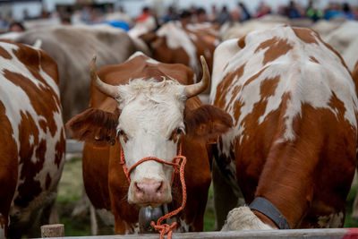 Close-up of cow