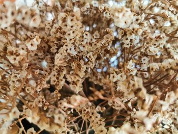 Full frame shot of white flowering plants