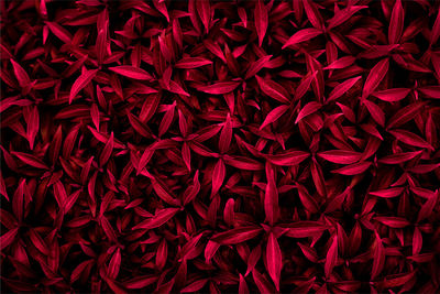 Full frame shot of red flowering plant