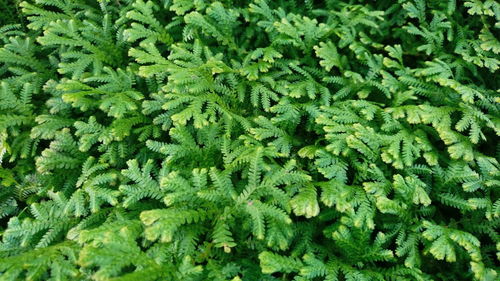 Full frame shot of green leaves