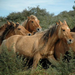 View of a horse on field