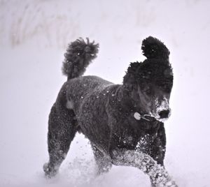 Dog on field during winter